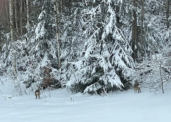 Apartament Widokówka - 9